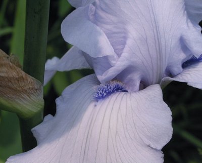 iris.jpg