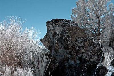 Lichen Covered Rock