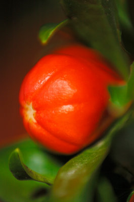 Pomegranate Flower Pod