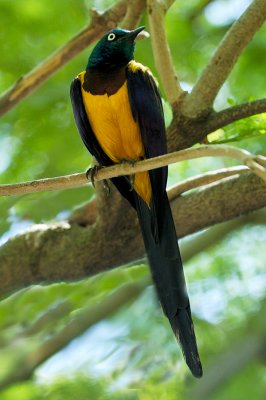 Orange Breasted Starling