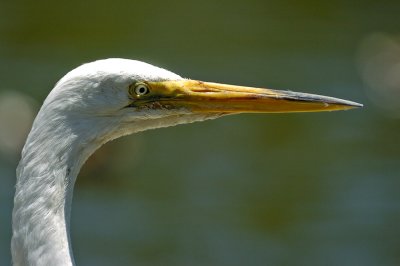 Egret #2