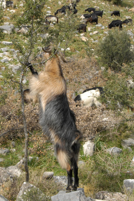 Priene 2007 4191b.jpg