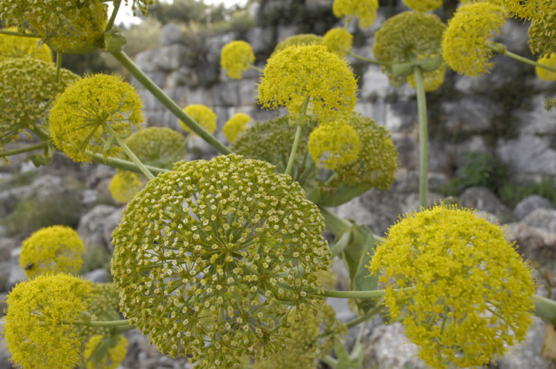Priene 2007 4359.jpg