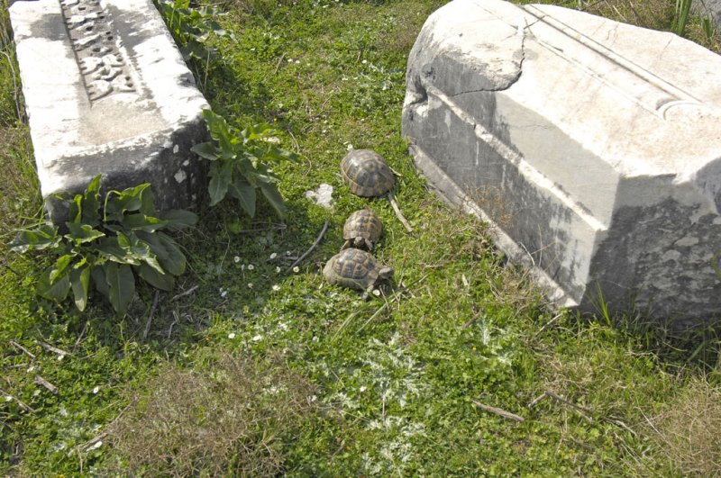 Miletus 2007 4506.jpg