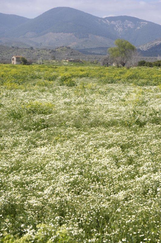 Herakleia 5043.jpg