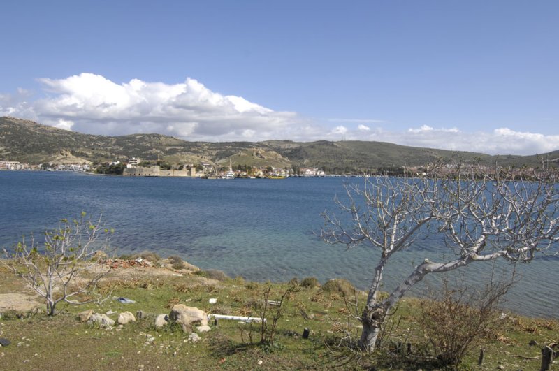 Foca 6437.jpg