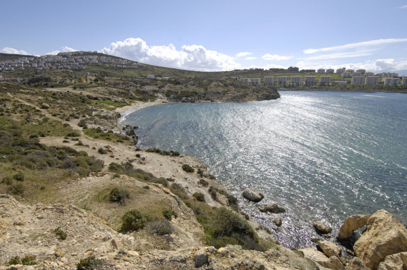 Foca 6446.jpg