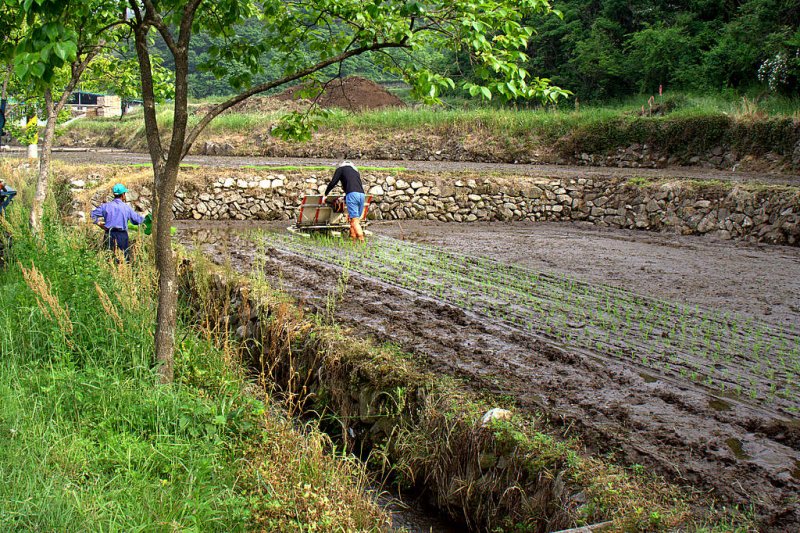 plant a rice field