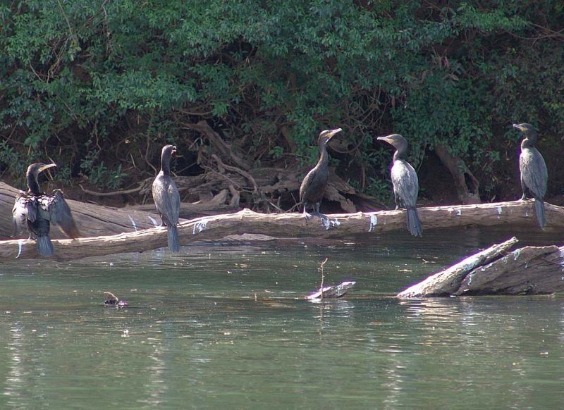 Cormoran