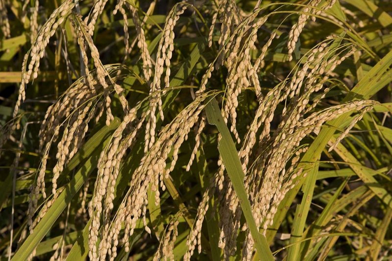 Rice before harvest