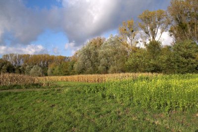 Fields and trees