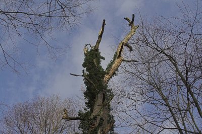 In the Rhine  forest