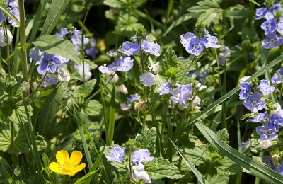 Simple flowers