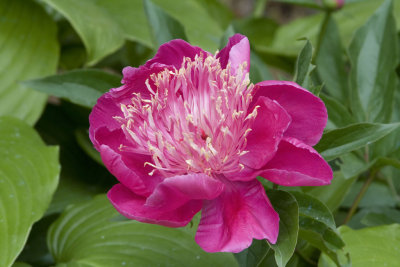 Peony flower