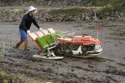 Automatic plant the rice.