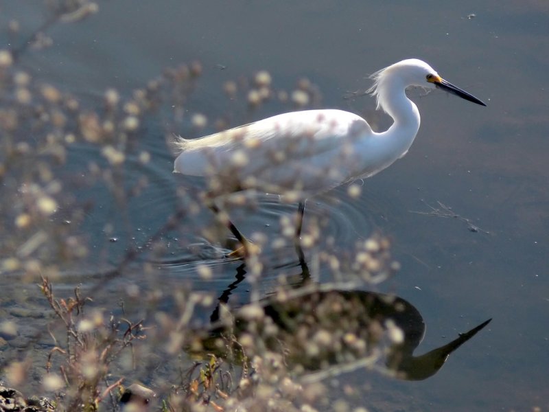 Egret