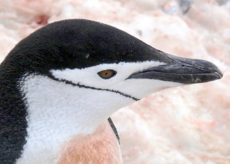 Chinstrap Penguin