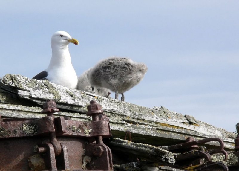 Kelp Gull