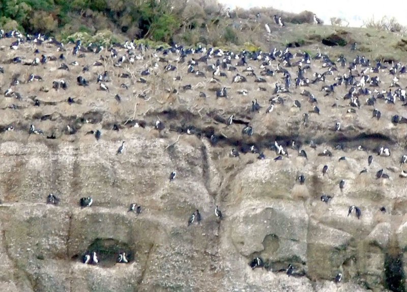 Blue-eyed Shags at Tucker Island