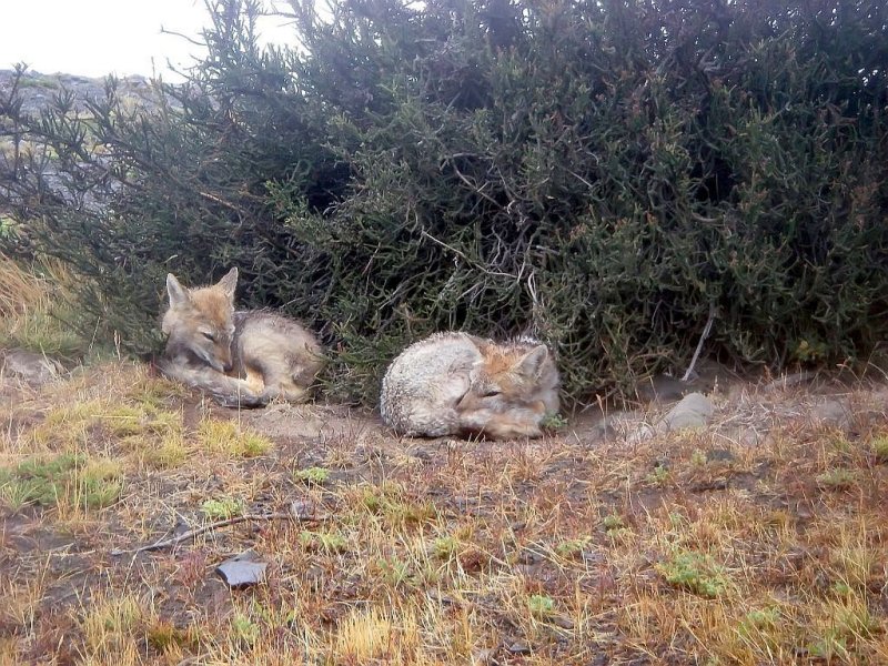 Grey Foxes