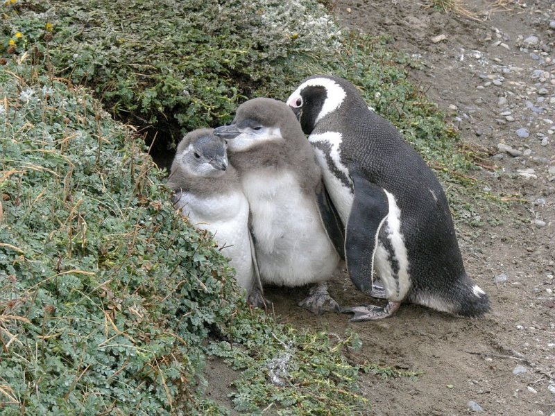 Magellanic Penguins