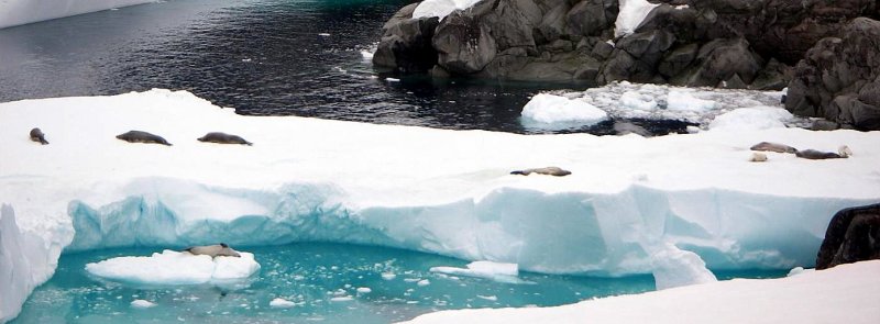 Crabeater Seals