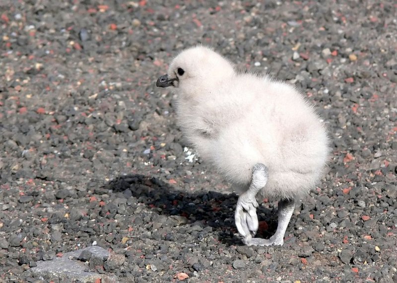 Skua Baby