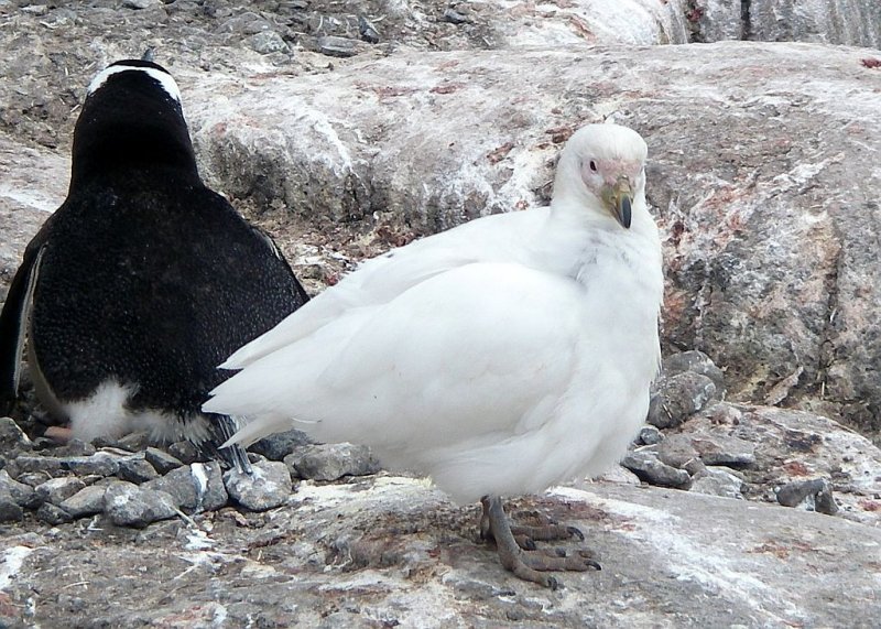 Birds (12).jpg