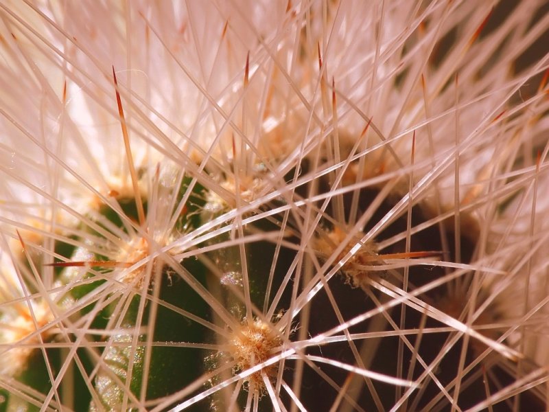 Dueling Cactus Spines2.jpg