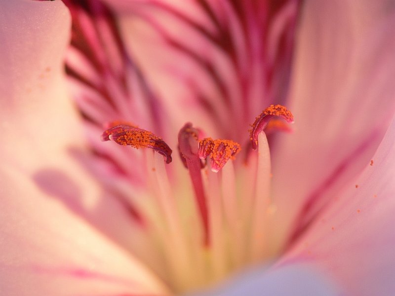 Geranium Pollen