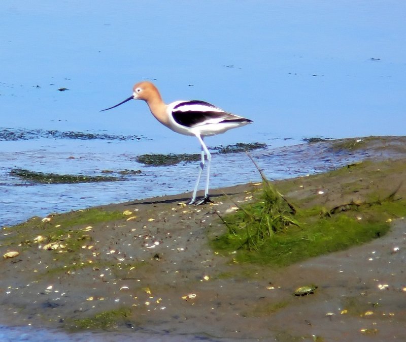 Avocet