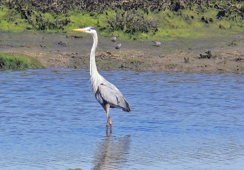 Heron