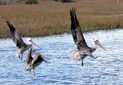 Pelicans at Bolsa Chica