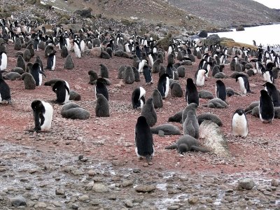 Gentoo Penguins as Far as the Eye Can See