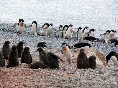 OK class, today we're going to discuss how to spot a Chinstrap penguin in a colony of Adelies