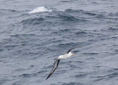 Wandering Albatross