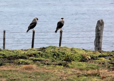 Crested Caracaras
