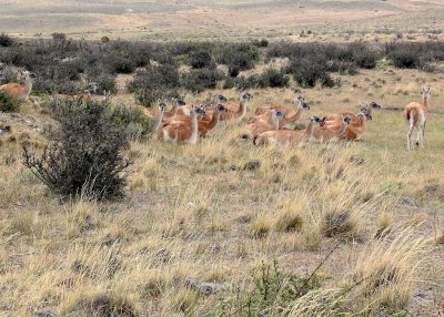 Guanacos, part of the camelid family along with llamas, alpacas and vicuas