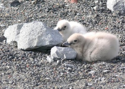 Skua Babies