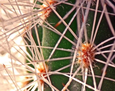 Cactus Spines Closeup.jpg