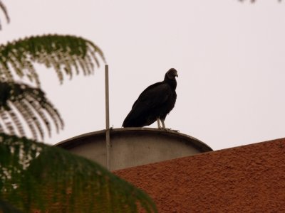 Lots of Vultures Around Lima