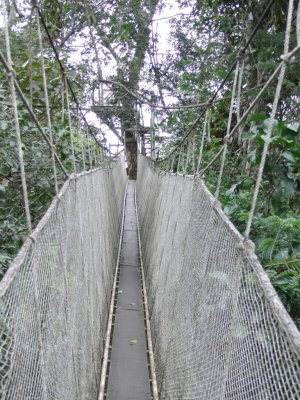 A Canopy Walkway off the Napo River