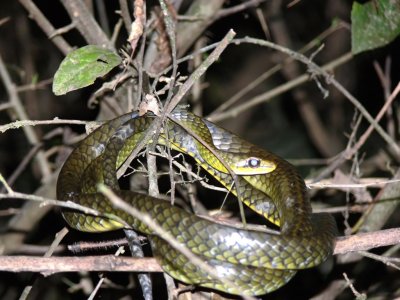 A Whip Snake Taken at Night on a Boat Ride Through the Amazon Rain Forest