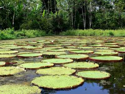 These Lily Pads Can Grow up to 5 Feet and Larger