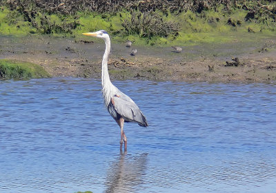 Heron