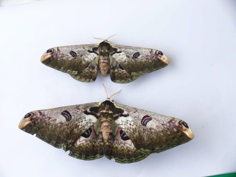 Saturnia lesoudieri.jpg
