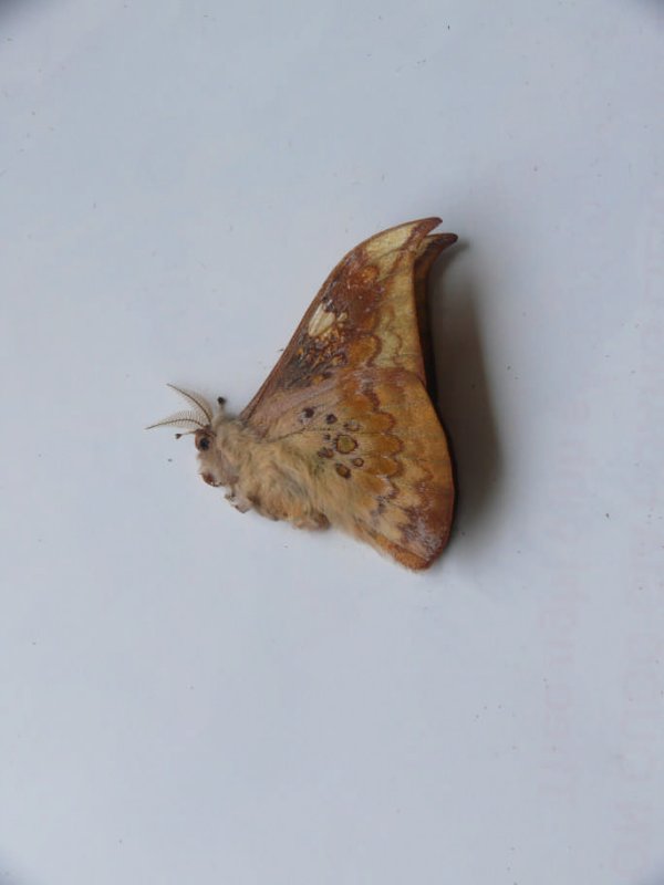 Solus parvifenestratus.jpg