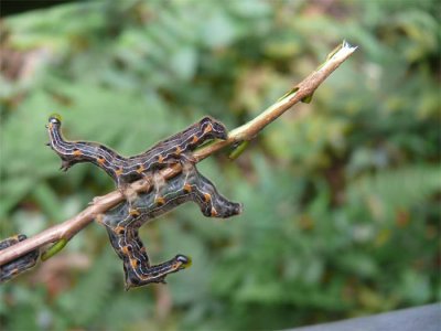 Caterpillars.jpg