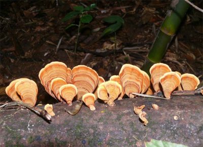 Woody-mushrooms.jpg