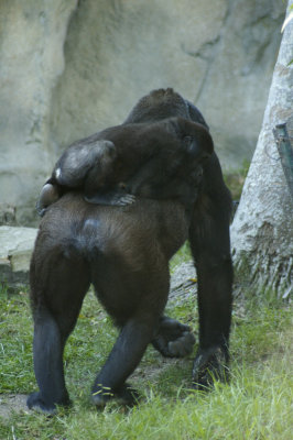 Taronga Zoo 2007